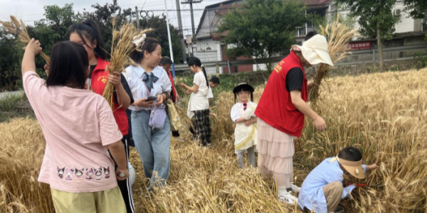 成都市新都区新繁街道蟇水村关工委开展“四时有序 农耕有约”之收麦子体验活动